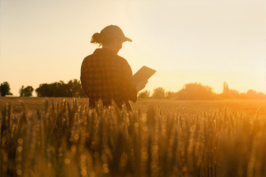 Farm Labor Renewal - Woman Farmer Standing in Her Wheat Field While Looking at Her Tablet During Sunset